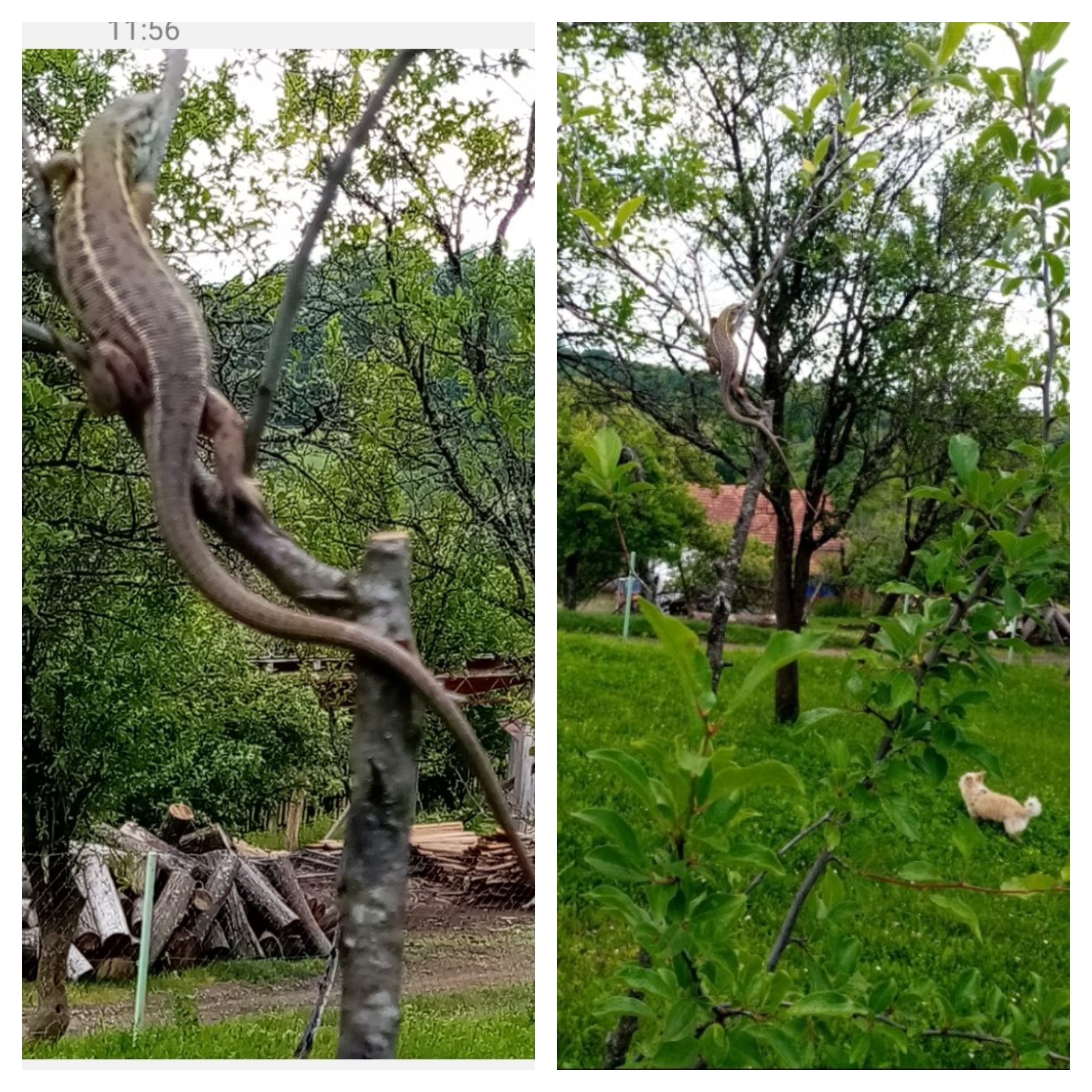 FOTO: SNJEŽANA KNEŽEVIĆ/KOMBO